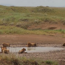 Lazy Lions around a pool